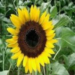 Helianthus annuus ( Sunflower)
