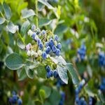 Vaccinium Corymbosum (Blueberry)
